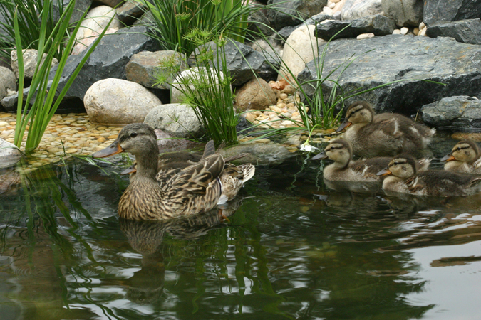 ducks